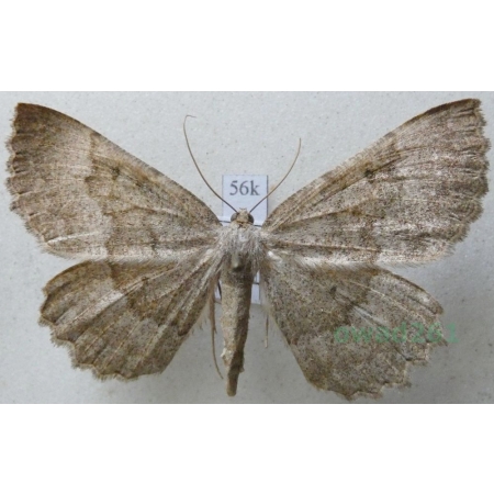 Gnophos furvata (Denis & Schiffermüller, 1775) Pomrok szadziak Slovakia56k
